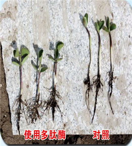 使用對照