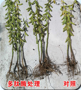 使用對照